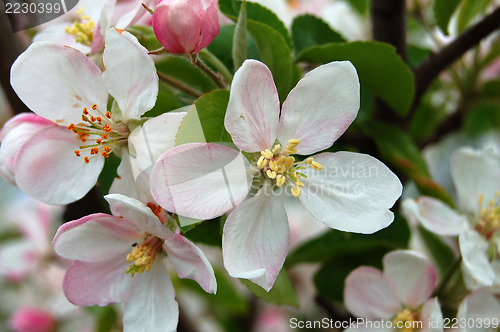 Image of ping apple flower