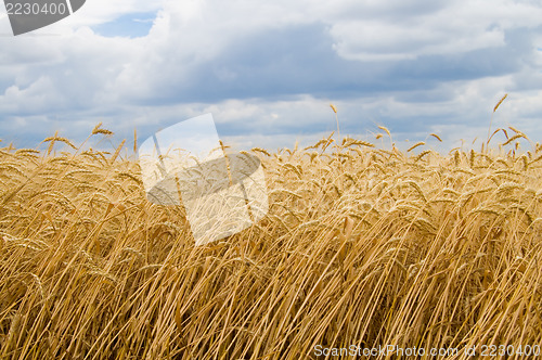 Image of wheat field