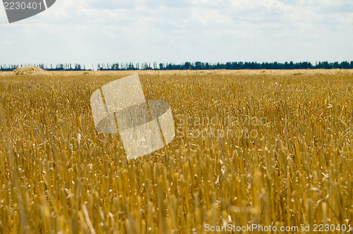 Image of cutting harvest