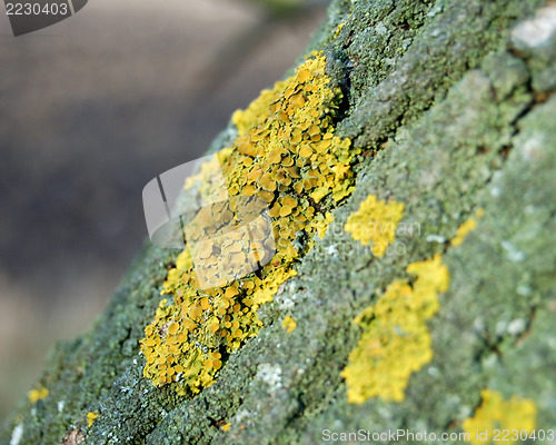 Image of tree crust