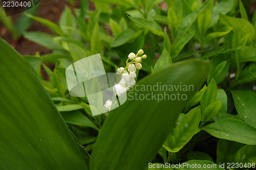 Image of lily of the valley