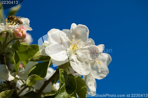 Image of bee and allpe flower