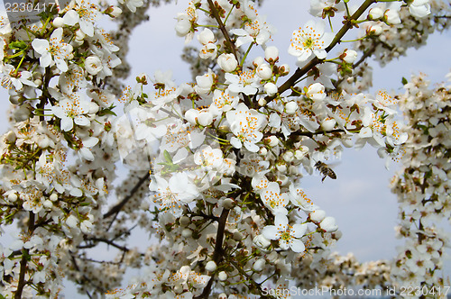 Image of cherry blossoms