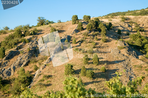 Image of stone and bushes