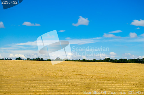 Image of yellow field