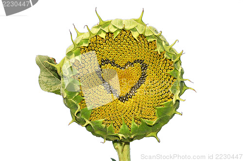 Image of sunflower