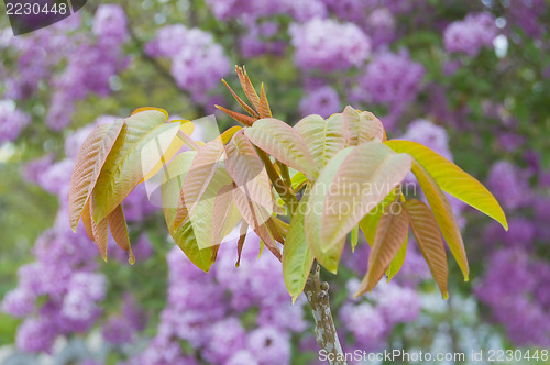 Image of walnut leaf