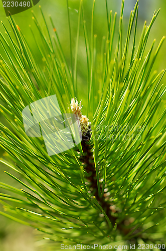 Image of Pine Tree