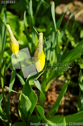 Image of Daffodil Buds