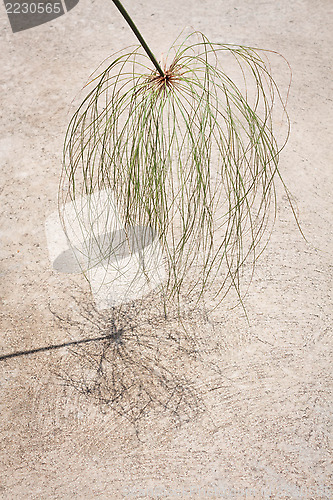 Image of Papyrus green plant with reflect shadow on the floor