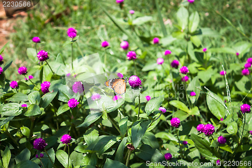 Image of Plain tiger butterfly on globe amaranth or bachelor button 