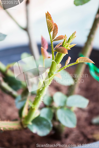 Image of Rose sprouts grow on bushes planted in garden