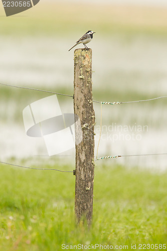 Image of Small wagtail sitting on top of a weathered pole