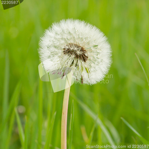 Image of Hawkbit with a green background