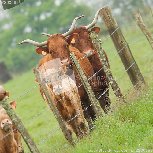 Image of Red Angus steer in a field 