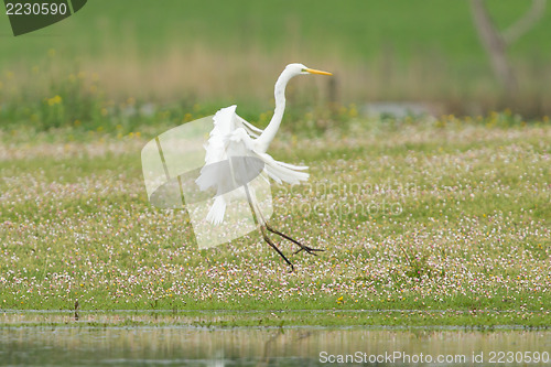 Image of Great white heron