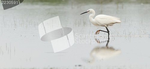 Image of Egretta garzetta or small white heron