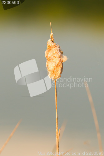 Image of Fluffy, soft seeding Cattail