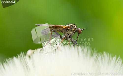 Image of Ugly fly sitting on an hawkbit