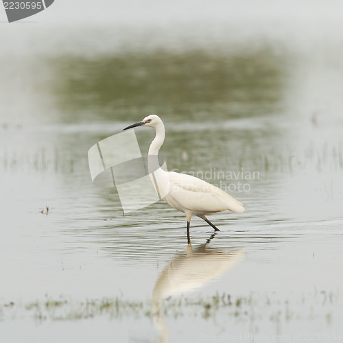 Image of Egretta garzetta or small white heron