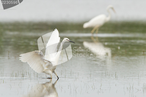 Image of Egretta garzetta or small white heron