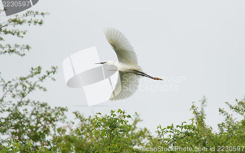 Image of Egretta garzetta or small white heron