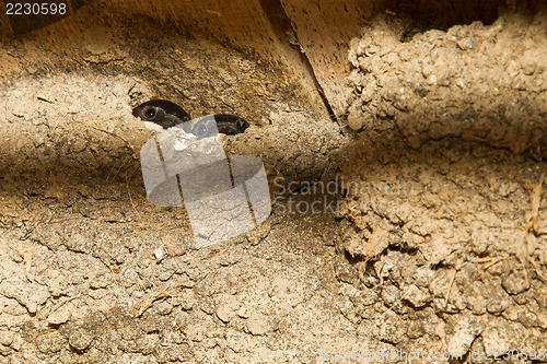 Image of Barn swallow nest with nestlings