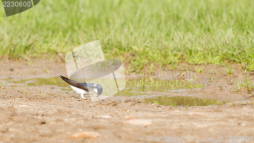Image of Swallow, Tachycineta bicolor, gathering nesting material