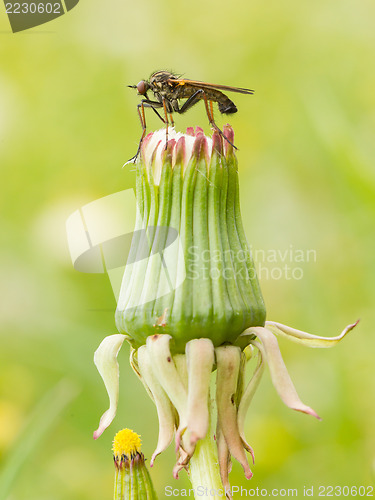 Image of Ugly fly sitting on an hawkbit