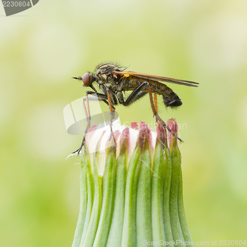 Image of Ugly fly sitting on an hawkbit