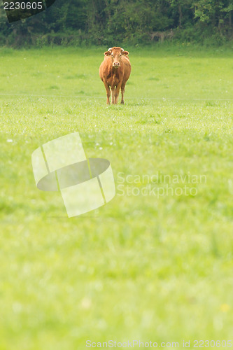 Image of Red Angus steer in a field 