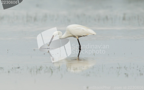 Image of Egretta garzetta or small white heron