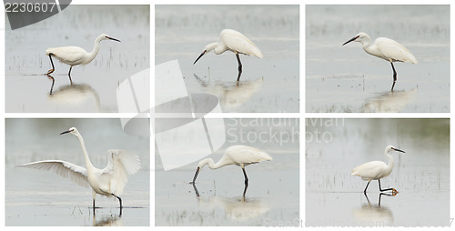 Image of Egretta garzetta or small white heron photo series