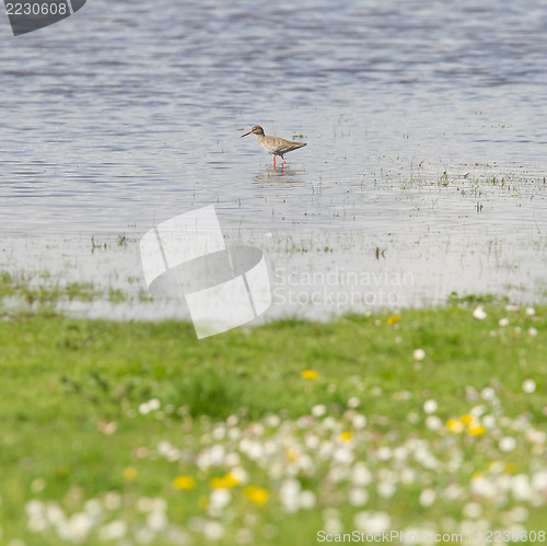 Image of Portrait of a redshank (tringa totanus)