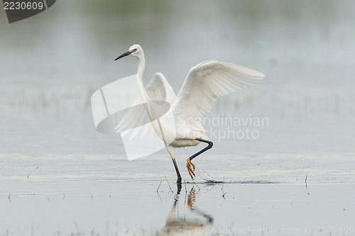 Image of Egretta garzetta or small white heron