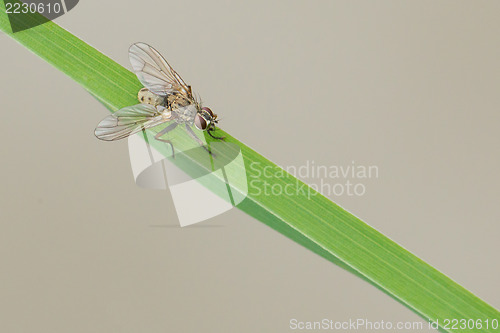 Image of Fly resting on grass, isolated