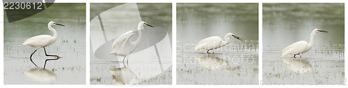 Image of Egretta garzetta or small white heron photo series