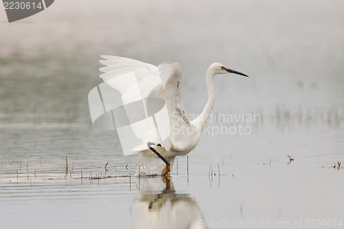 Image of Egretta garzetta or small white heron