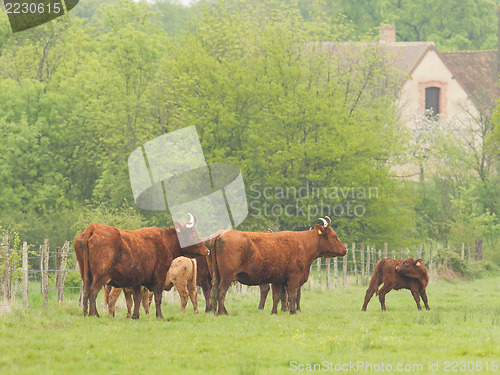 Image of Red Angus steer in a field 