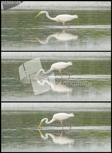 Image of Great Egret / White Heron photo series