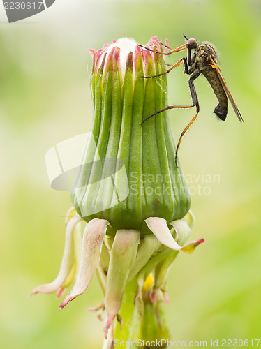 Image of Ugly fly sitting on an hawkbit