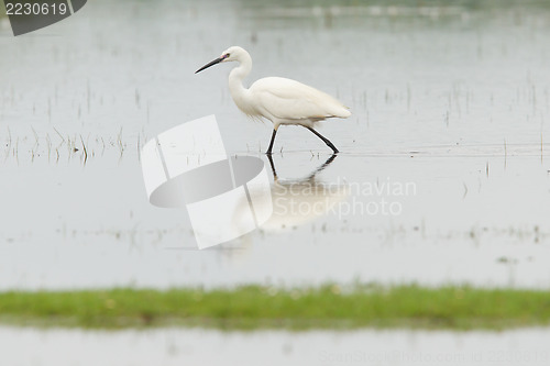 Image of Egretta garzetta or small white heron