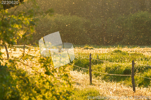 Image of Swarm of Mosquitos over a green field