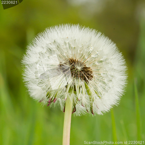 Image of Hawkbit with a green background