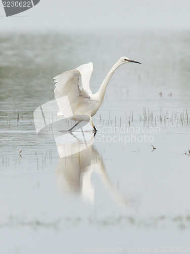 Image of Egretta garzetta or small white heron