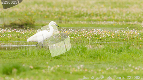 Image of Egretta garzetta or small white heron