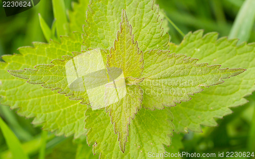 Image of Green stinging nettle