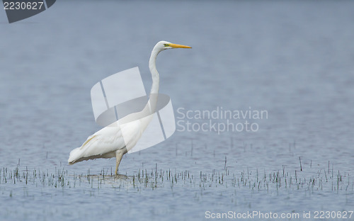 Image of Great white heron