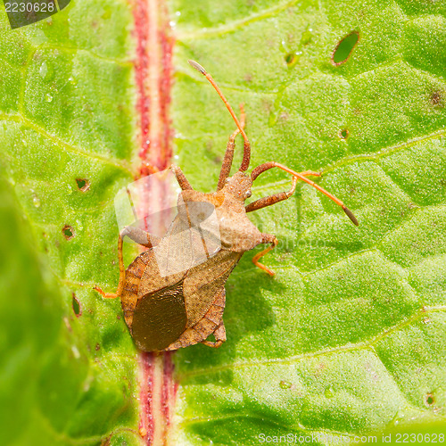 Image of Oxalic bedbug 