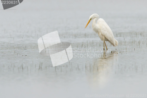 Image of Great white heron